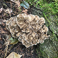 Hen of the Woods or Maitake (Grifola frondosa)