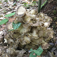 Hen of the Woods or Maitake (Grifola frondosa)