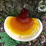 Hemlock Reishi mushroom or Hemlock Varnish Shelf (Ganoderma tsugae)