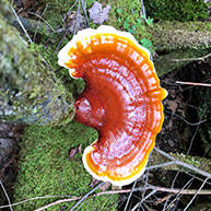 Hemlock Reishi mushroom or Hemlock Varnish Shelf (Ganoderma tsugae)