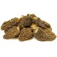 Yellow Morel