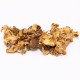 Chanterelle Mushroom