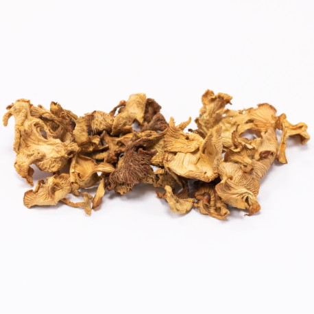 Chanterelle Mushroom