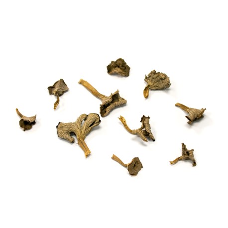 Trumpet Chanterelle