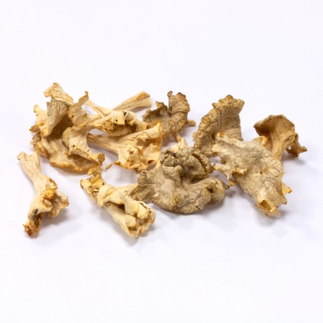 Yellow Foot Chanterelle