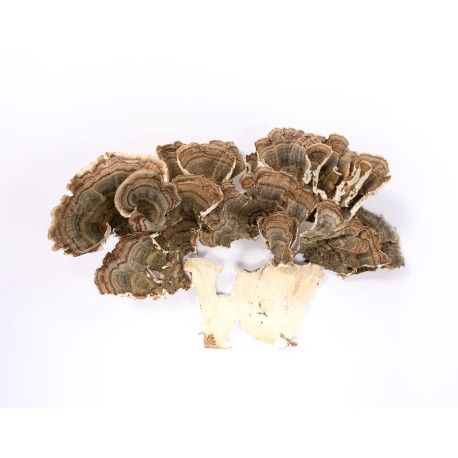 Turkey Tail