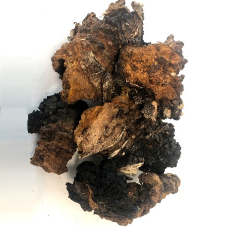 Chaga