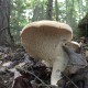 Hydnum repandum - Hedgehog mushroom - wholesale