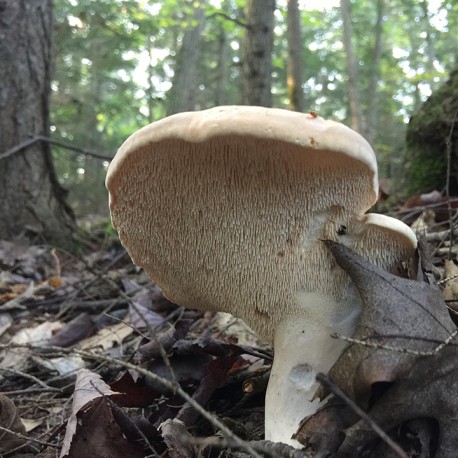 Hydnum repandum - Hedgehog mushroom - wholesale